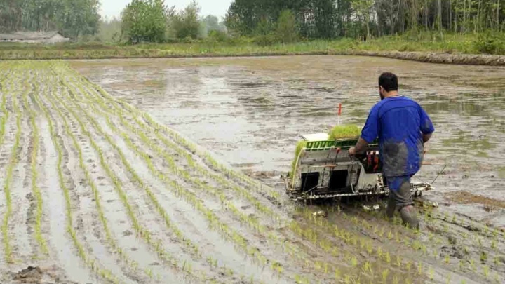 آغاز نشاکاری با وجود نوسان آب و هوا