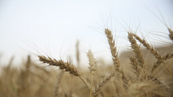 ارز واردات گندم دوباره ۲۸۵۰۰ تومان شد