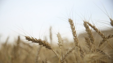 ارز واردات گندم دوباره ۲۸۵۰۰ تومان شد