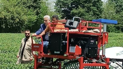 چای گیلان رکورد ۱۰ ساله تولید را شکست / چای ایرانی به کدام کشورها صادر می‌شود؟