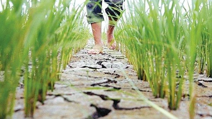 رهاسازی زودهنگام آب سفیدرود به روی شالیزارهای گیلان