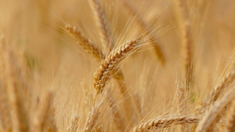 خرید تضمینی گندم از مرز ۱.۵ میلیون تن عبور کرد