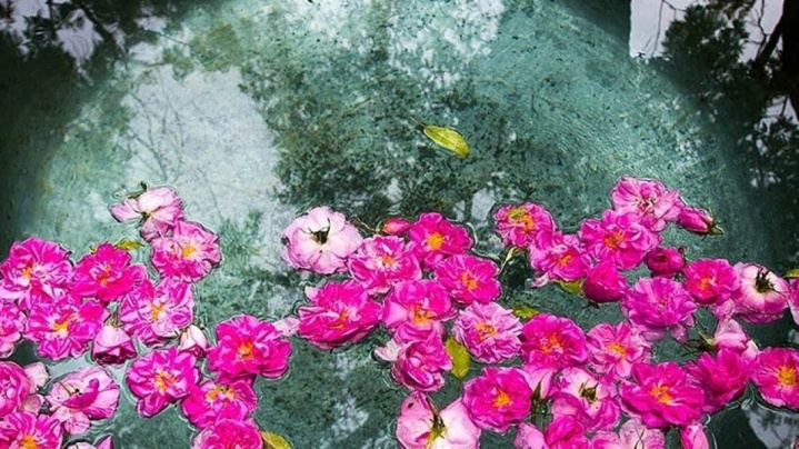 عطری که با خود درآمد و گردشگر می‌آورد