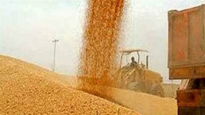 واریز ۳۰ هزار میلیارد تومان به حساب گندم کاران