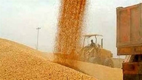 واریز ۳۰ هزار میلیارد تومان به حساب گندم کاران