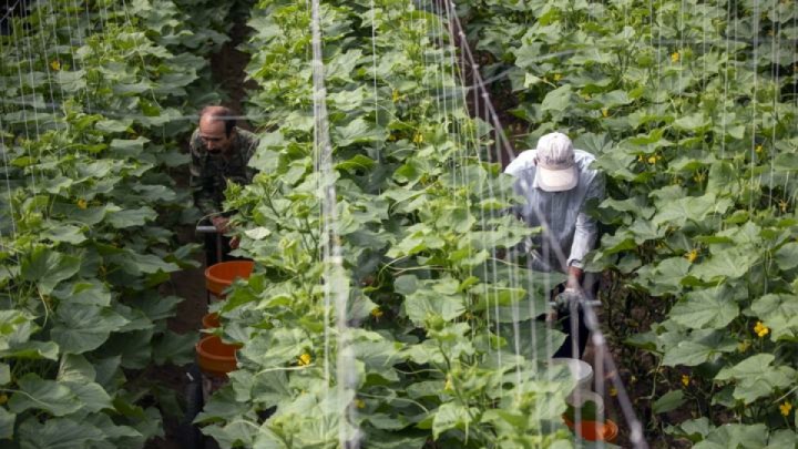 ۴۶ طرح کشاورزی مازندران با دستور رئیس‌جمهور افتتاح شد