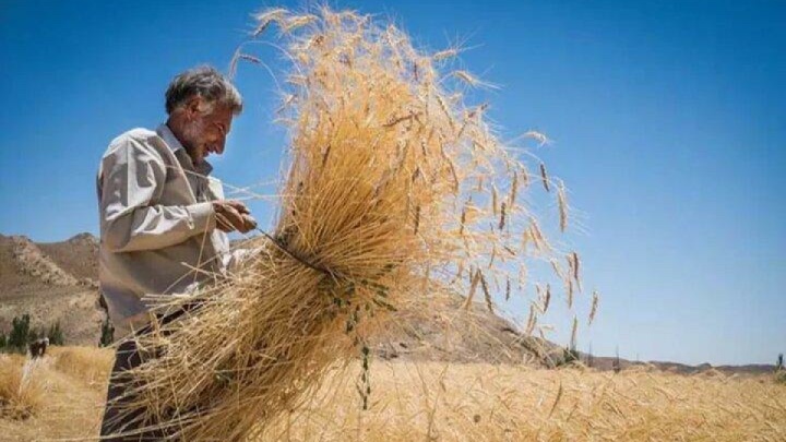 خرید تضمینی گندم همدان به مرز ۱۵۰ هزار تن نزدیک شد