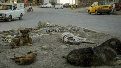 حمله سگ‌های بلاصاحب به ۲ کودک در سنندج/ یک کودک تحت چند عمل جراحی قرار گرفت