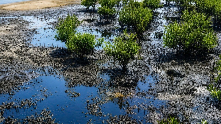 پاکسازی آلودگی نفتی جزیره قشم در مراحل نهایی است
