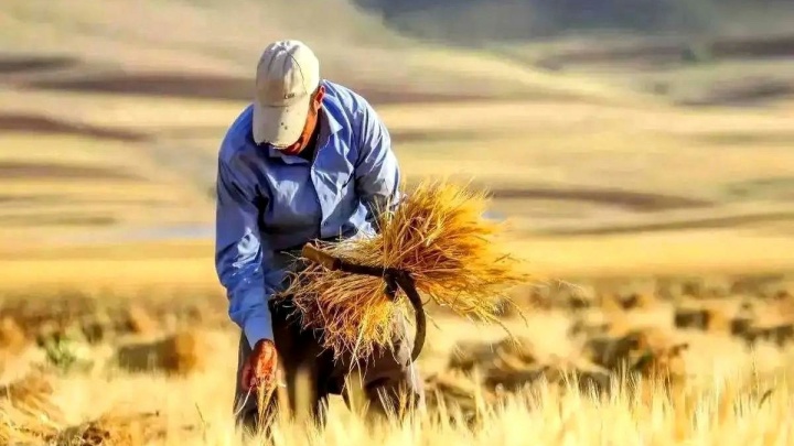 پاسداران امنیت غذایی