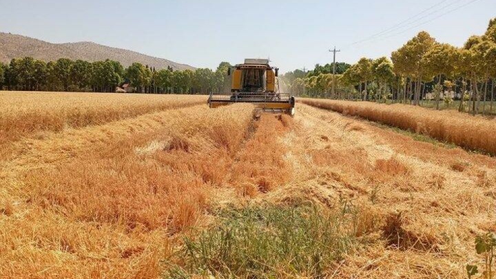 مطالبات گندمکاران تا پایان شهریور پرداخت می‌شود