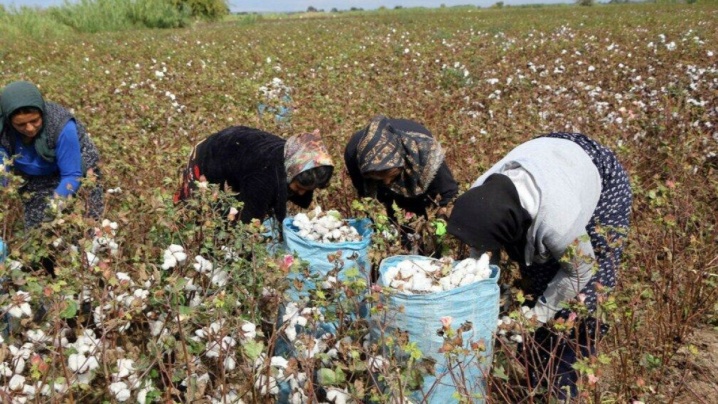 «کشت قراردادی» برای احیای پنبه