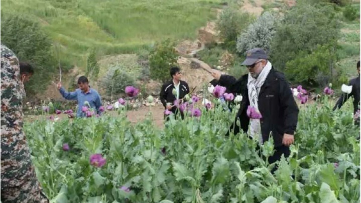کرمانشاه در خط مقدم مقابله با کشت غیرقانونی