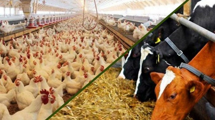 خطر ورشکستگی صنعت دام و طیور / نیاز صنعت به نقدینگی ۹۰۰ همتی