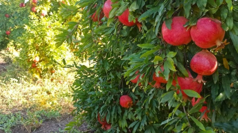 تسهیل صدور مجوز صنایع تبدیلی در گلستان